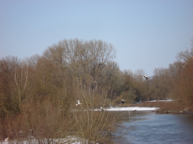 Marre de l'hiver......on se lance !! Dsc04642