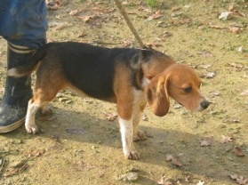 DOGMA, beagle femelle, 3 ans (72) Dogma_14