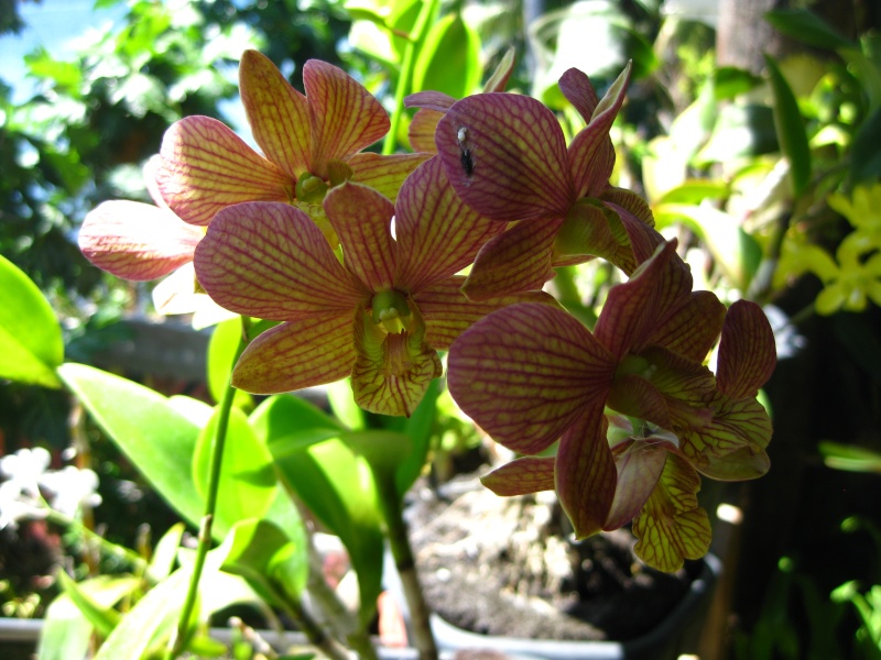 Quelques orchidees de Tidore Img_1819
