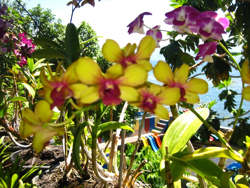 Quelques orchidees de Tidore Img_1820