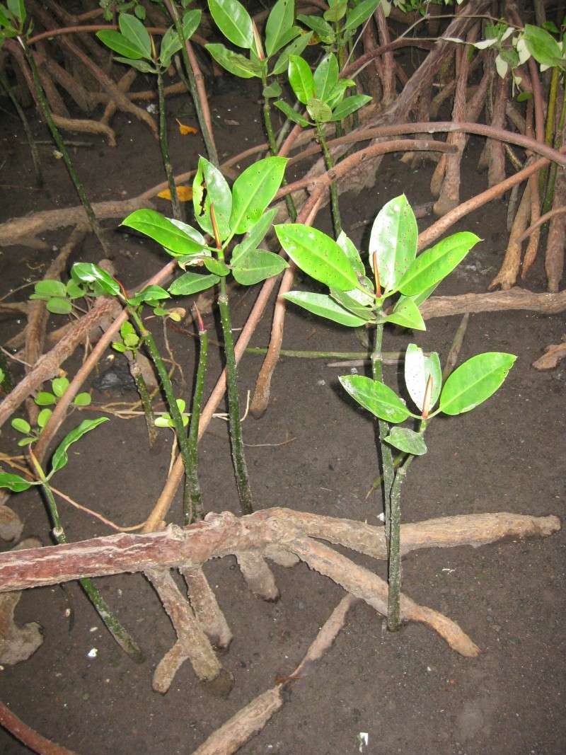 Mangrove sur Pulau Maitara Img_2010