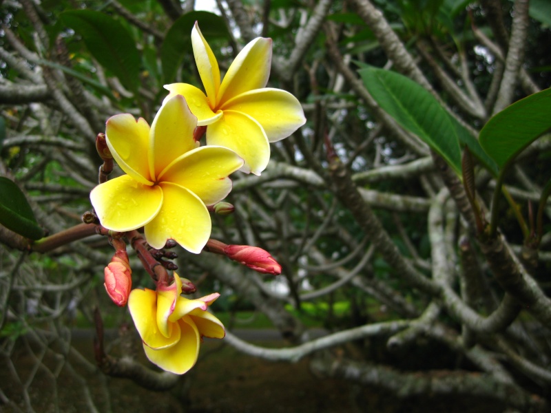 Plumeria d'Indonesie, Malaisie et Singapore Img_2133