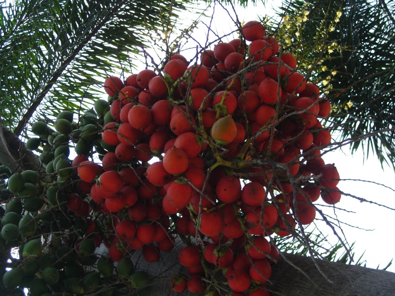 Quelques palmiers tropicaux... Img_2612
