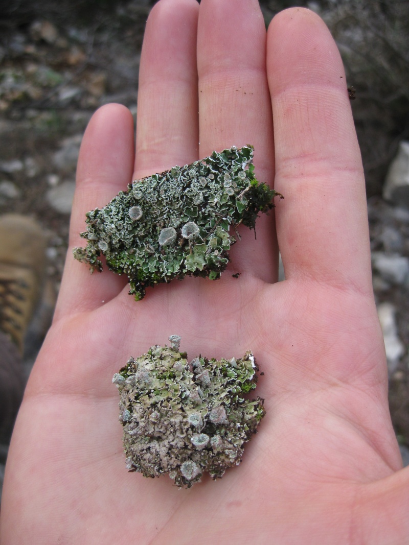Lichens de Karpathos (Grèce) Img_3410