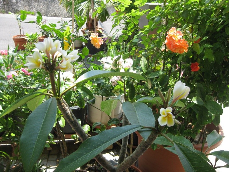 Plumeria (frangipaniers) quand ça fleurit! Img_6612