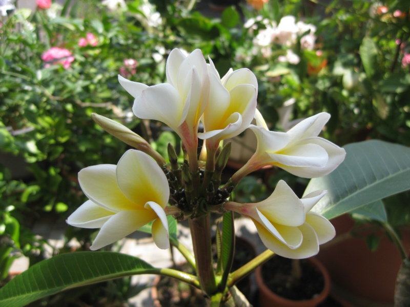 Plumeria (frangipaniers) quand ça fleurit! Img_6613