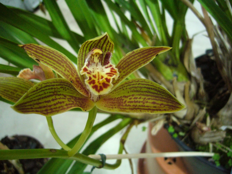 Quelques photos d'orchidées... JB de Bâle P1090113