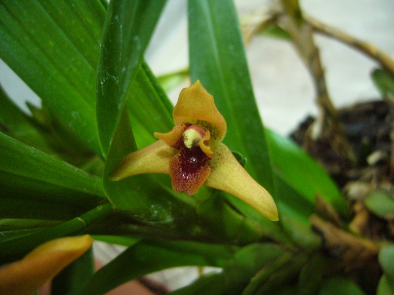 Quelques photos d'orchidées... JB de Bâle P1090114