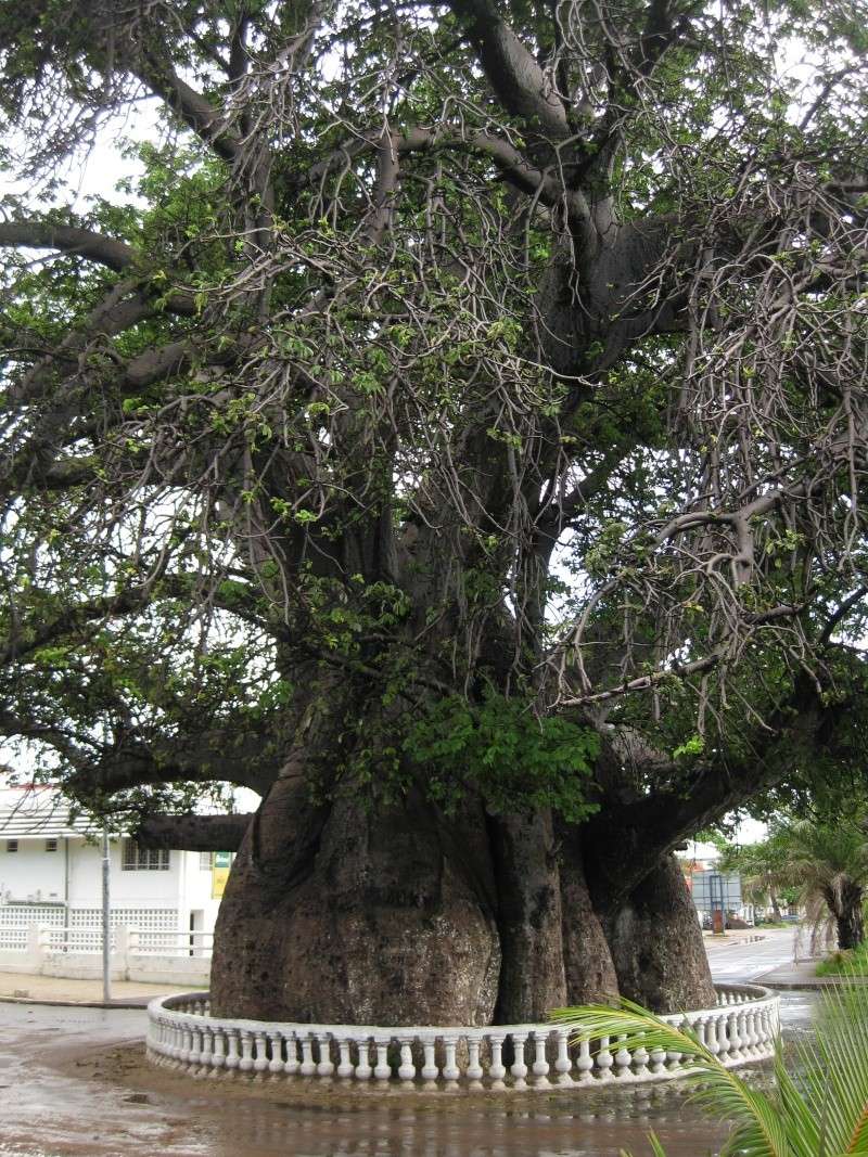 Baobabs Photos72