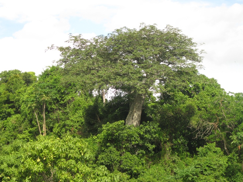 Baobabs Photos73