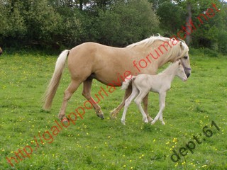 BELLA - ONC Selle palomino née en 1996 - adoptée en juillet 2010 Bellat10