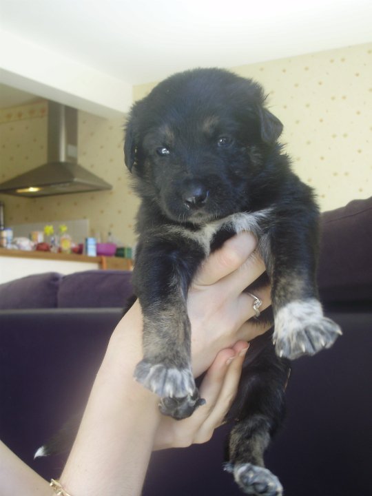 Chiots X Border Collie Falbal10