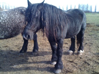 HINDY - Trait Percheron X Breton entier né en 1999 - adopté en avril 2010 Img_0312