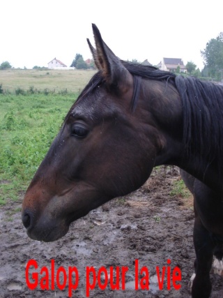 SAN PEDRO (dit SISKO) - TF né en 2006 - adopté en mars 2009 par Pascale Les_lo10