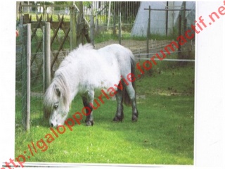OURAGAN mini shetland entier - Placé hors association Ouraga10