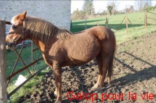 CALINE et CARAMEL - poneys nés en 1990 et 1991 - adoptés en mars 2009  Poney211