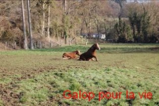 CALINE et CARAMEL - poneys nés en 1990 et 1991 - adoptés en mars 2009  Poney411