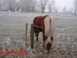 EXTENZO - demi-trait comtois né en 2007 entier - adopté en mars 2009 par Moutarde Pouney12