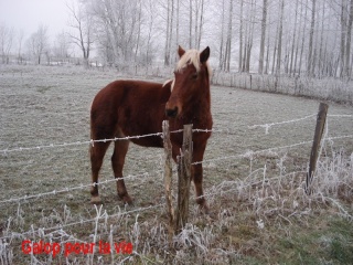 EXTENZO - demi-trait comtois né en 2007 entier - adopté en mars 2009 par Moutarde Pouney13