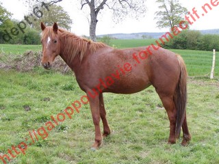 REINE BRIANGAULT - TF née en 2005 - adoptée en septembre 2010 par Didier Reine712