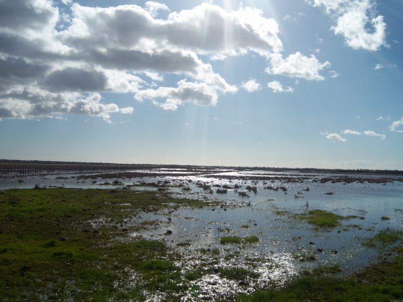 Rando sur le littoral - L'étang de l'Or (26/02/10) Photo241
