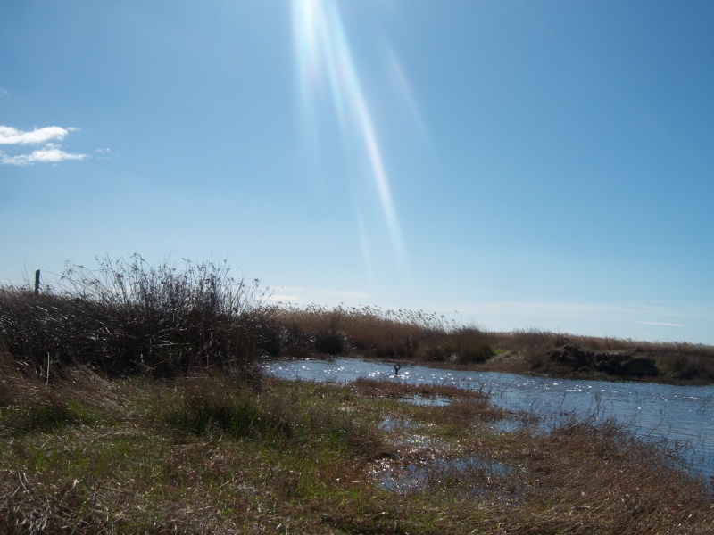 Rando sur le littoral - L'étang de l'Or (26/02/10) Photo245