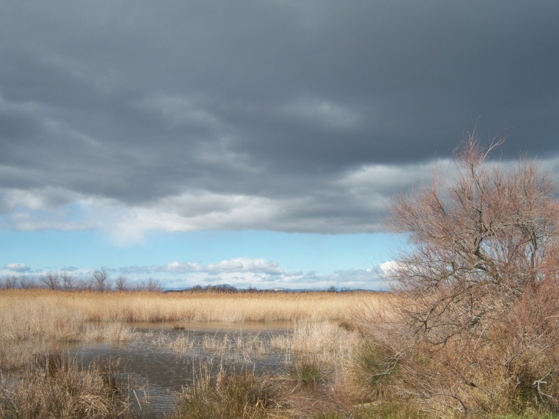 Rando sur le littoral - L'étang de l'Or (26/02/10) Photo252