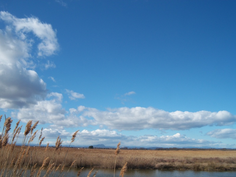 Rando sur le littoral - L'étang de l'Or (26/02/10) Photo255