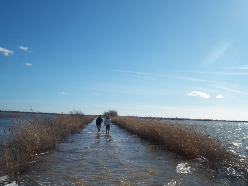 Rando sur le littoral - L'étang de l'Or (26/02/10) Photo259