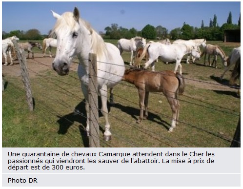 40 chevaux de race camargue aux enchères le 29 mai Articl10