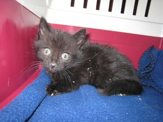 Epson, chaton noir né fin avril 2009 Img_5010