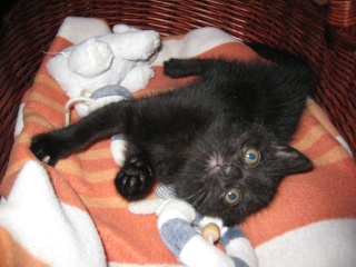 Epson, chaton noir né fin avril 2009 Img_5119