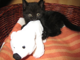 Epson, chaton noir né fin avril 2009 Img_5120