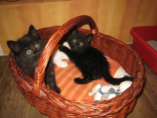 Epson, chaton noir né fin avril 2009 Img_5121