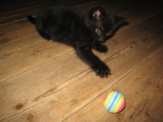 Epson, chaton noir né fin avril 2009 Img_5122