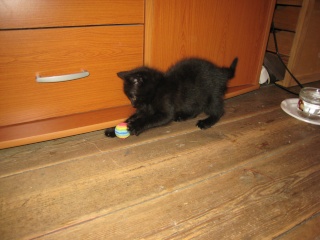Epson, chaton noir né fin avril 2009 Img_5123