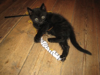 Epson, chaton noir né fin avril 2009 Img_5126