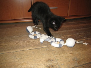 Epson, chaton noir né fin avril 2009 Img_5127