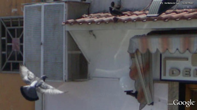 STREET VIEW : Volatiles divers Oiseau10