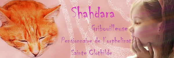 Bannière pour une p'tite Shah ! Chatfo10