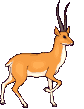 Antilope hardie