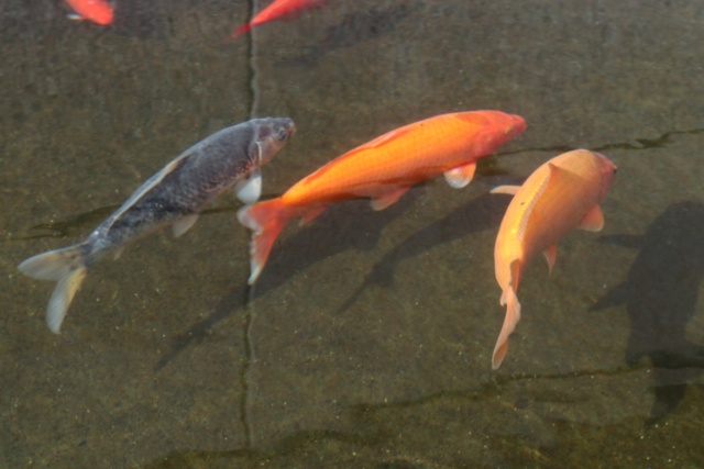 carpes koi