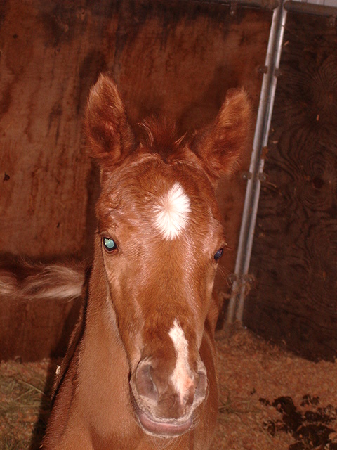 Previous halter champion, excellent producing mare! 06510