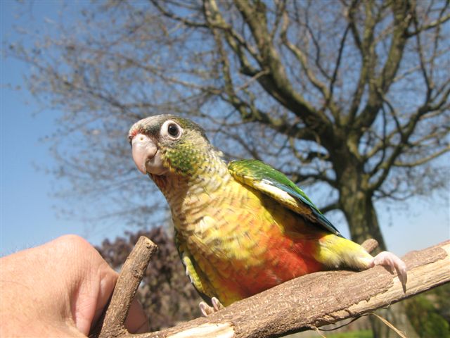 conure molinea - Page 3 Img_6735