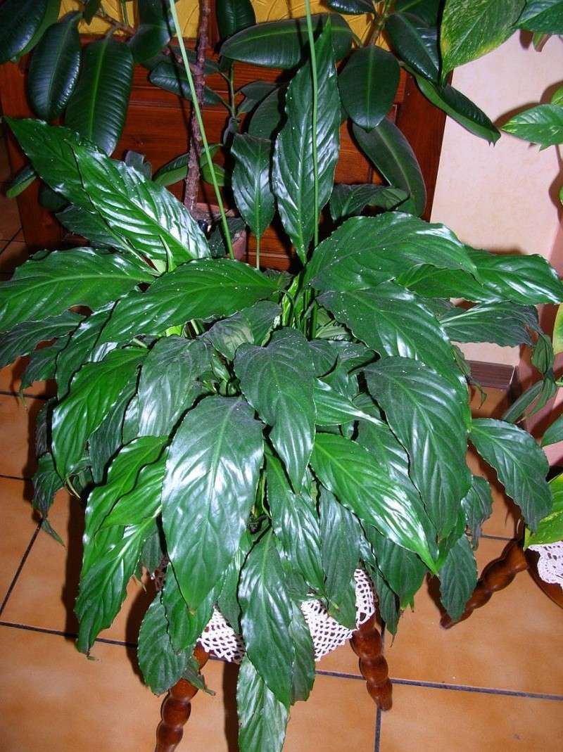 spathiphyllum Plante10