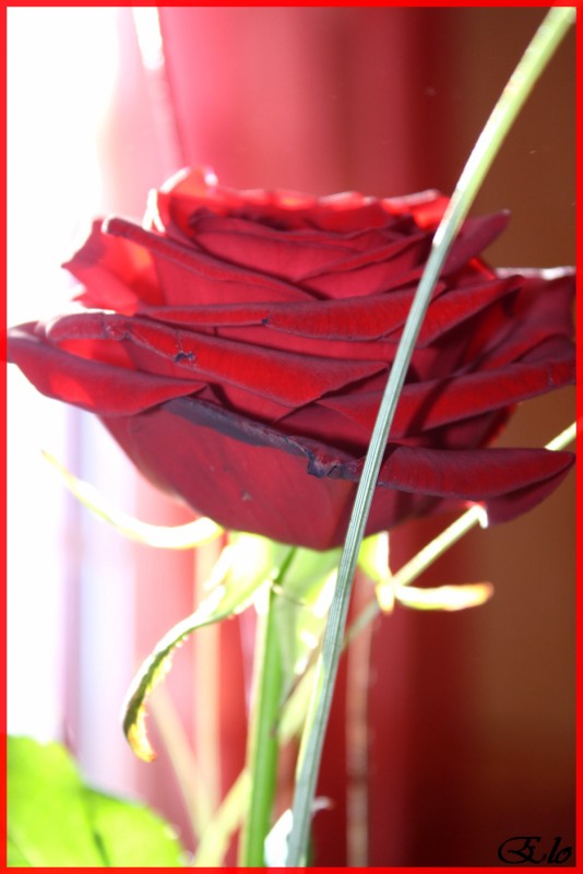 rouge comme l'amour Rose_112