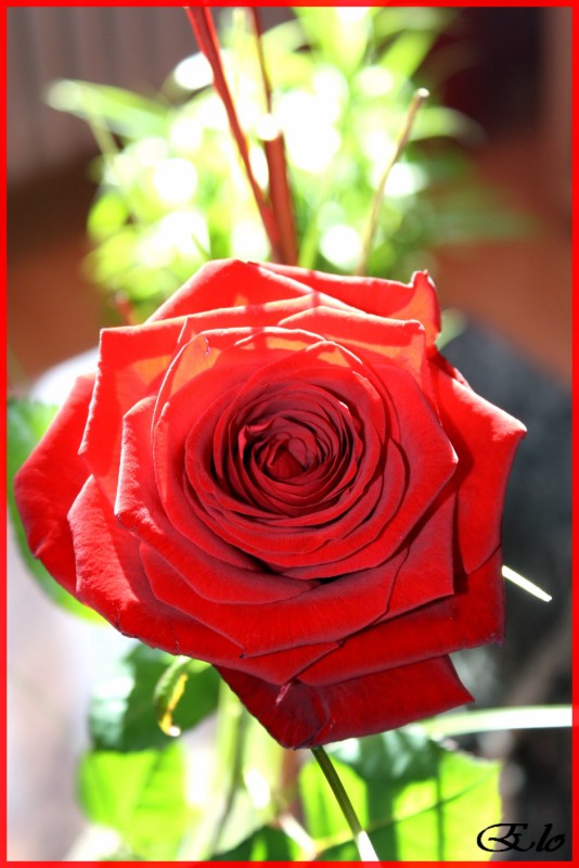 rouge comme l'amour Rose_210