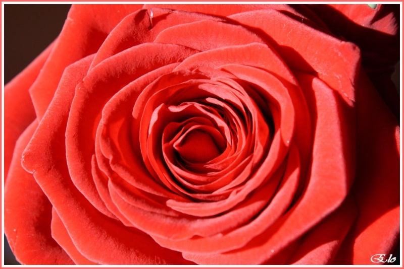 rouge comme l'amour Rose_511