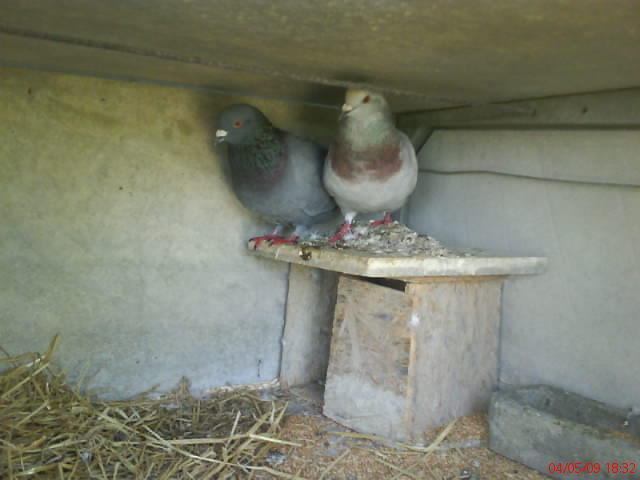 Les pigeons Dsc00015