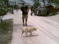 Nederlandse redt dieren op vulkaan Merapi Tmerap10